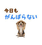 シェパード子犬の毎日スタンプ（個別スタンプ：10）