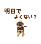 シェパード子犬の毎日スタンプ（個別スタンプ：11）