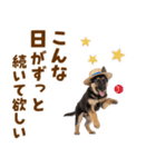 シェパード子犬の毎日スタンプ（個別スタンプ：12）