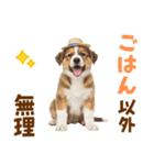 シェパード子犬の毎日スタンプ（個別スタンプ：13）
