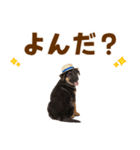シェパード子犬の毎日スタンプ（個別スタンプ：14）