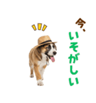 シェパード子犬の毎日スタンプ（個別スタンプ：15）