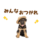シェパード子犬の毎日スタンプ（個別スタンプ：16）