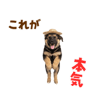 シェパード子犬の毎日スタンプ（個別スタンプ：17）