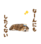 シェパード子犬の毎日スタンプ（個別スタンプ：21）