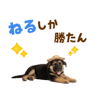 シェパード子犬の毎日スタンプ（個別スタンプ：22）