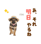 シェパード子犬の毎日スタンプ（個別スタンプ：23）
