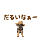 シェパード子犬の毎日スタンプ（個別スタンプ：25）