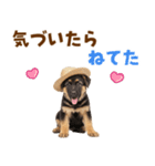 シェパード子犬の毎日スタンプ（個別スタンプ：27）