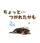 シェパード子犬の毎日スタンプ（個別スタンプ：28）