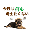 シェパード子犬の毎日スタンプ（個別スタンプ：30）