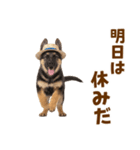 シェパード子犬の毎日スタンプ（個別スタンプ：31）