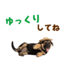 シェパード子犬の毎日スタンプ（個別スタンプ：33）