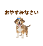 シェパード子犬の毎日スタンプ（個別スタンプ：34）