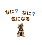 シェパード子犬の毎日スタンプ（個別スタンプ：35）