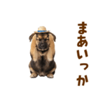 シェパード子犬の毎日スタンプ（個別スタンプ：36）