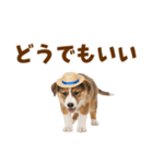 シェパード子犬の毎日スタンプ（個別スタンプ：37）
