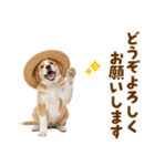 シェパード子犬の毎日スタンプ（個別スタンプ：39）