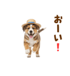 シェパード子犬の毎日スタンプ（個別スタンプ：40）