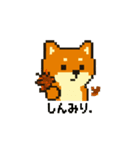 秋だね～！ドット絵柴犬ほっこりハロウィン（個別スタンプ：1）