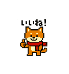 秋だね～！ドット絵柴犬ほっこりハロウィン（個別スタンプ：9）