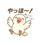 白文鳥 日常 基本スタンプ①（個別スタンプ：18）