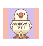 白文鳥 日常 基本スタンプ①（個別スタンプ：36）