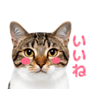 猫の顔写真❤️楽しく使える日常会話（個別スタンプ：1）