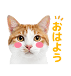 猫の顔写真❤️楽しく使える日常会話（個別スタンプ：2）