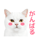 猫の顔写真❤️楽しく使える日常会話（個別スタンプ：3）