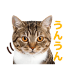 猫の顔写真❤️楽しく使える日常会話（個別スタンプ：4）
