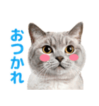 猫の顔写真❤️楽しく使える日常会話（個別スタンプ：5）