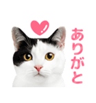 猫の顔写真❤️楽しく使える日常会話（個別スタンプ：6）