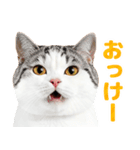 猫の顔写真❤️楽しく使える日常会話（個別スタンプ：7）