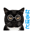 猫の顔写真❤️楽しく使える日常会話（個別スタンプ：8）