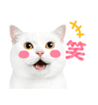猫の顔写真❤️楽しく使える日常会話（個別スタンプ：9）