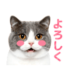 猫の顔写真❤️楽しく使える日常会話（個別スタンプ：10）