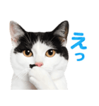 猫の顔写真❤️楽しく使える日常会話（個別スタンプ：11）
