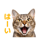 猫の顔写真❤️楽しく使える日常会話（個別スタンプ：12）