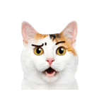 猫の顔写真❤️楽しく使える日常会話（個別スタンプ：13）