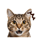 猫の顔写真❤️楽しく使える日常会話（個別スタンプ：14）