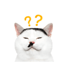 猫の顔写真❤️楽しく使える日常会話（個別スタンプ：16）