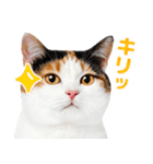 猫の顔写真❤️楽しく使える日常会話（個別スタンプ：17）