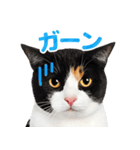 猫の顔写真❤️楽しく使える日常会話（個別スタンプ：19）