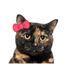 猫の顔写真❤️楽しく使える日常会話（個別スタンプ：20）
