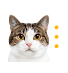 猫の顔写真❤️楽しく使える日常会話（個別スタンプ：21）