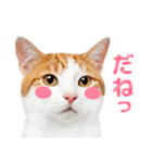 猫の顔写真❤️楽しく使える日常会話（個別スタンプ：22）