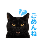猫の顔写真❤️楽しく使える日常会話（個別スタンプ：23）