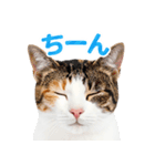 猫の顔写真❤️楽しく使える日常会話（個別スタンプ：24）