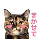 猫の顔写真❤️楽しく使える日常会話（個別スタンプ：26）